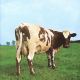Pink Floyd - Atom Heart Mother (2011) (CD) I CDAQUARIUS:COM