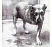 Alice In Chains - Alice In Chains (CD) audio CD album