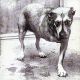 Alice In Chains - Alice In Chains (CD) audio CD album