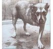 Alice In Chains - Alice In Chains - Orange Vinyl / 2LP Vinyl