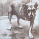 Alice In Chains - Alice In Chains - Orange Vinyl / 2LP Vinyl